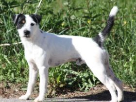 Nervous Breakdown Zero Zulu Warrior