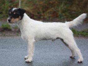 Nervous Breakdown Gino Ginelli