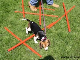 Hundeschule Traum-Hunde