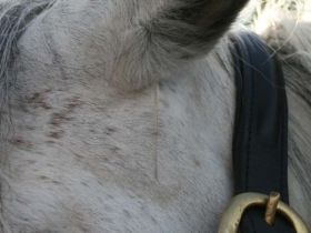 Praxis für Tiernaturheilkunde; Barbara Gehrmann