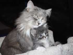 Bajun´s Sibirische Katzen und Neva Masquarade