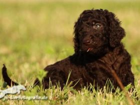 Von den heiligen Gärten