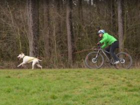 Dog at work - Zughundesport - Zughundeschule