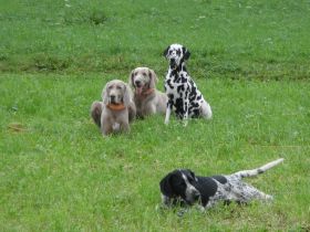 Hundeschule "hundsmäßig"