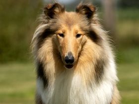 vom Hasslinger Bruch