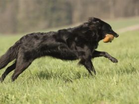 hundumfair - Hundeschule Raum Augsburg u. Günzburg