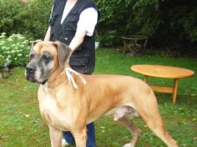 Tierheilpraxis Brandt-Weber