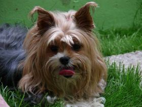 Snoopys Kleinhundepension Pleasure-Island