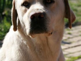 Grom z Grodu Hrabiego Malmesbury