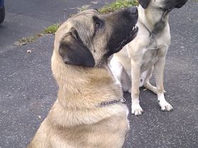 mobile Hundeschule Pfotenteam K.Czerr, G.Störmer