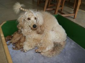 Vom Wasserschloss Schelenburg