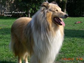 Sunny von der Filaxburg