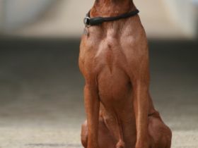 Aki-Piet vom Wildbrunnen