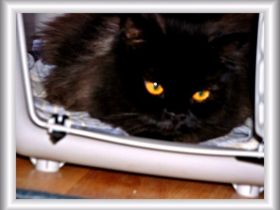 Champ C. of Sweet Surrender