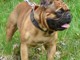 Chanoèl de Harmonie Du Coeur