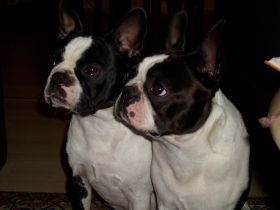 vom  Hamborner-Ranenberg