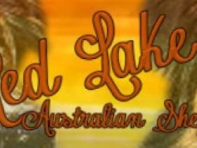 Red-lake Aussies