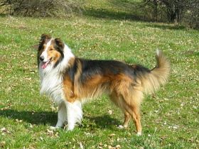 Havoc vom Oberwolkersdorfer Land