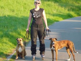 Wer ist Rudelführer? Mobile Hundeschule Stade