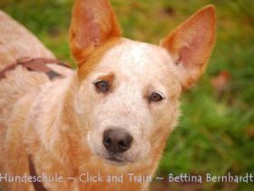 Hundeschule Neustadt/Aisch und Umgebung