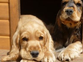 von den Neiße-Wiesen