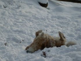 Mobile ganzheitliche Hundephysiotherapie