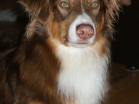 Amun von Wielands Willows