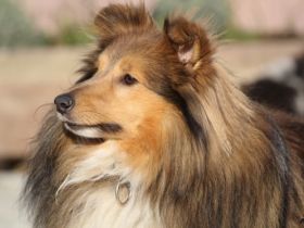 VDH/FCI Unicorn of little Wonderland