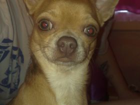 Dundee von der Kleist