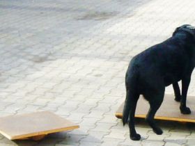 Tierphysiotherapie-schwerte