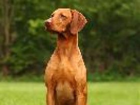 Duncan vom Starkenbunnen (Körzucht)