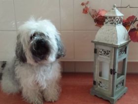 Finn von der Feenwiese