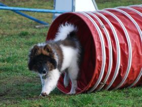 Hundeschule Rose Lehrer
