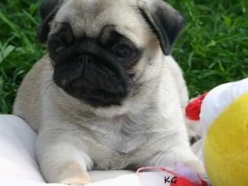 Sunshine Pug