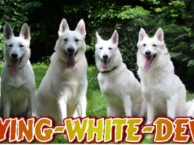 Flying White Devils