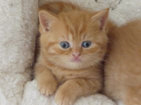 vom Schlosskirchturm