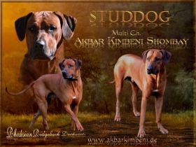 Akbar Kimbeni Shombay