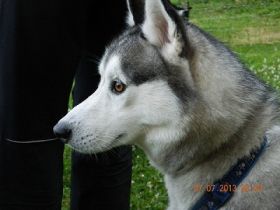 BfdH Bewegung für den Hund Selbach