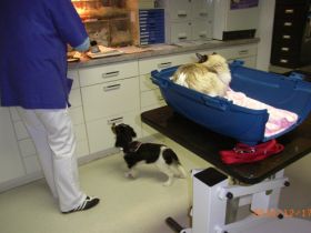 Tierarztpraxis Dr. Elisabeth Venzl