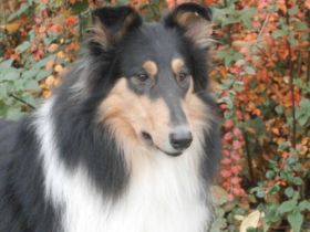 Amani Feeling for Nature