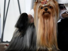 Ch Casino Royal Ohniva reka