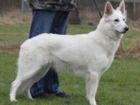 White Dreambreaker of Heart