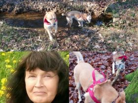 Hundeerziehungstraining