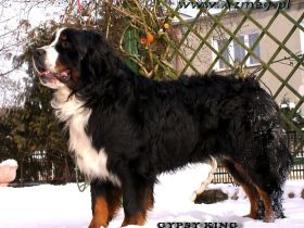 Mł.Ch.Pl. GYPSY KING Stróż Zagrody