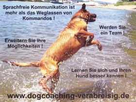 dogcoaching vera breisig