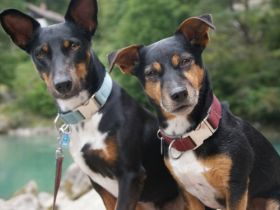 Gassi-Express und Heim-Tier-Service