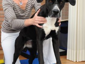 rehadogs - Hundephysiotherapie Nicole Evelt