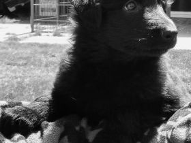 Chien de la Prolingée