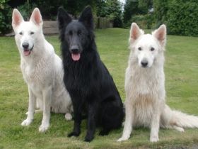 Chien de la Prolingée