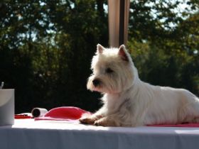 RICKY Top-Deckrüde, FCI Import